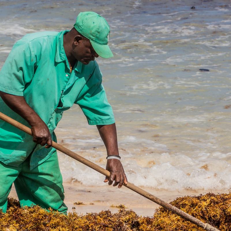A man cleaning up a large pile of sargassum