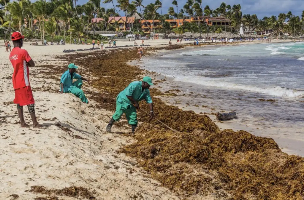 Sargassum Build up on beaches in Punta Cana