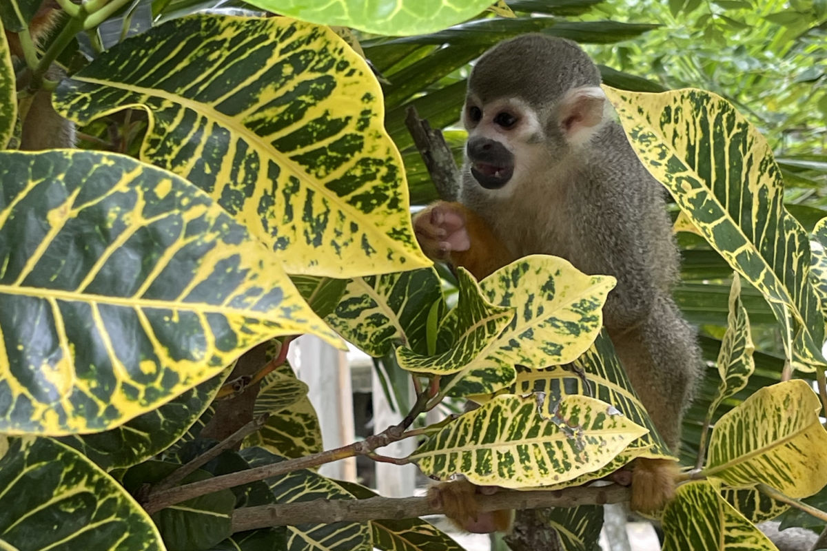 At the monkey land nice place to be with family at the Dominican Republic