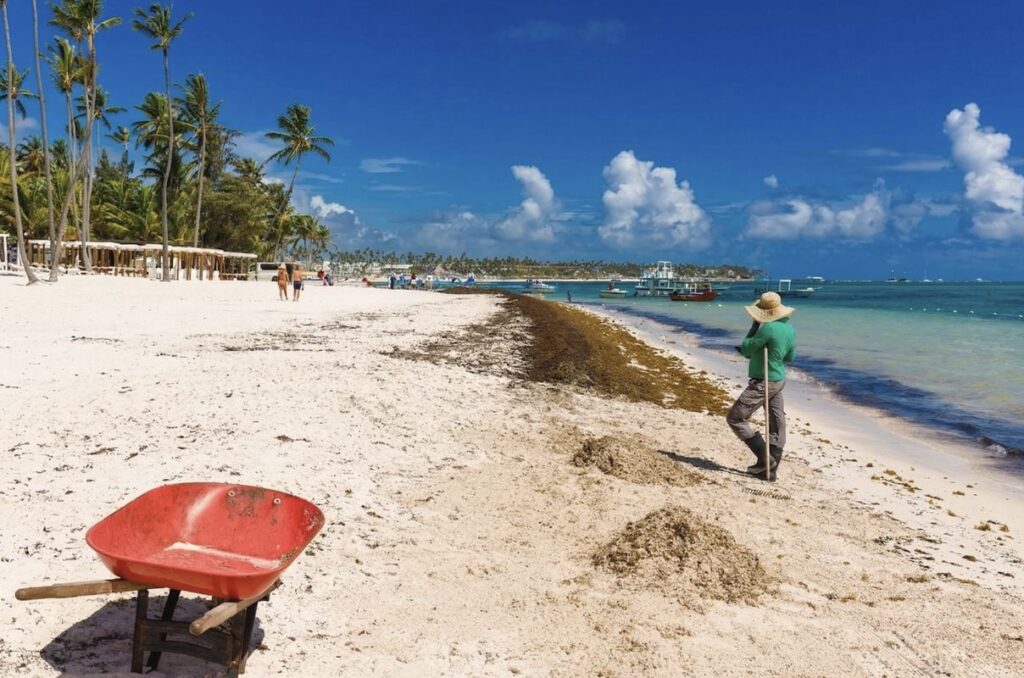 Punta Cana Prepares For Sargassum Season As Officials Approve New Combat Plan