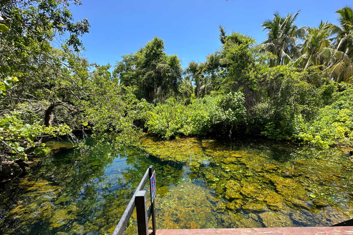 Cenotes of Ojos Indígenas