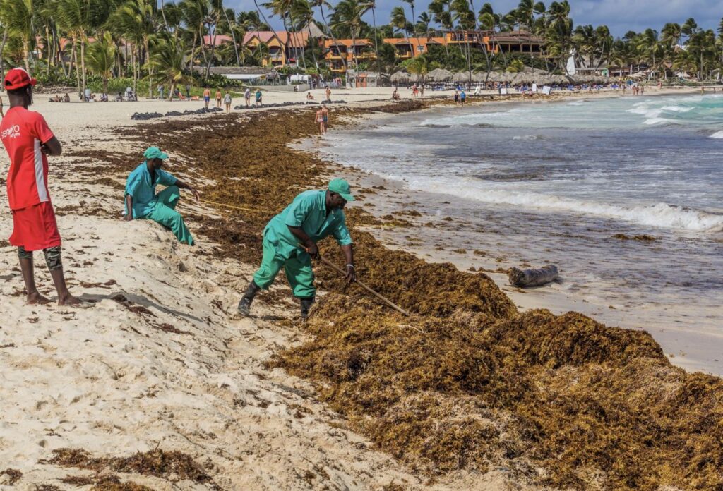 Sargassum Season Coming To An End In Punta Cana Here is What To Expect This Month