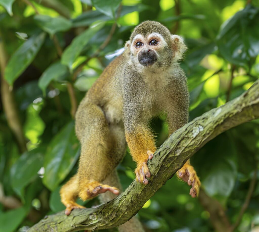 Squirrel Monkeys